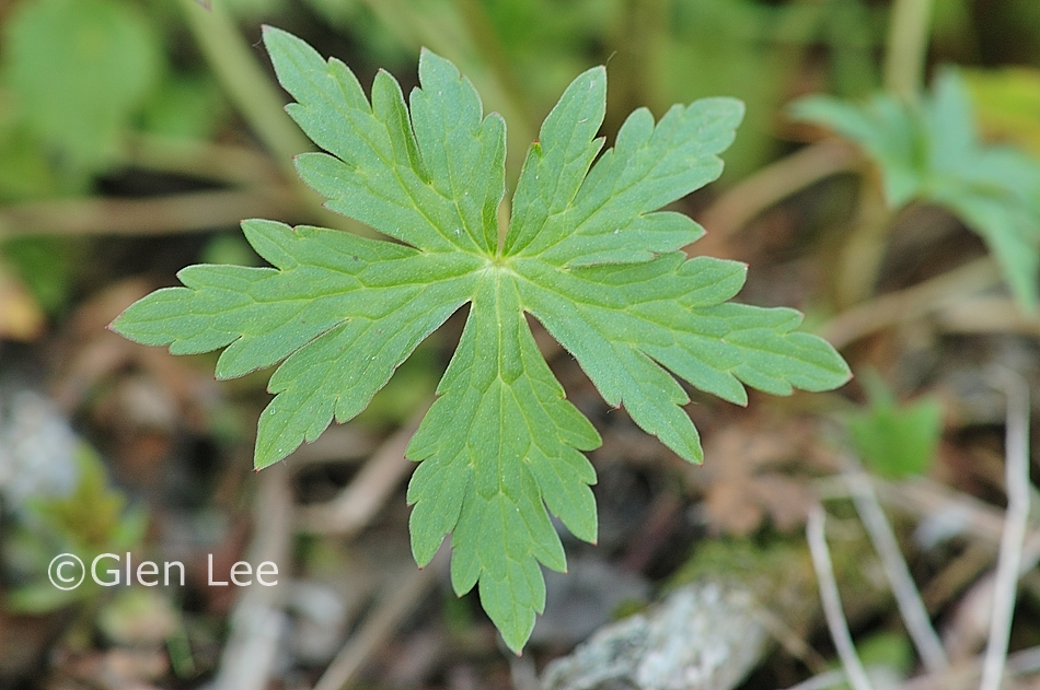Geranium richardsonii photos Saskatchewan Wildflowers